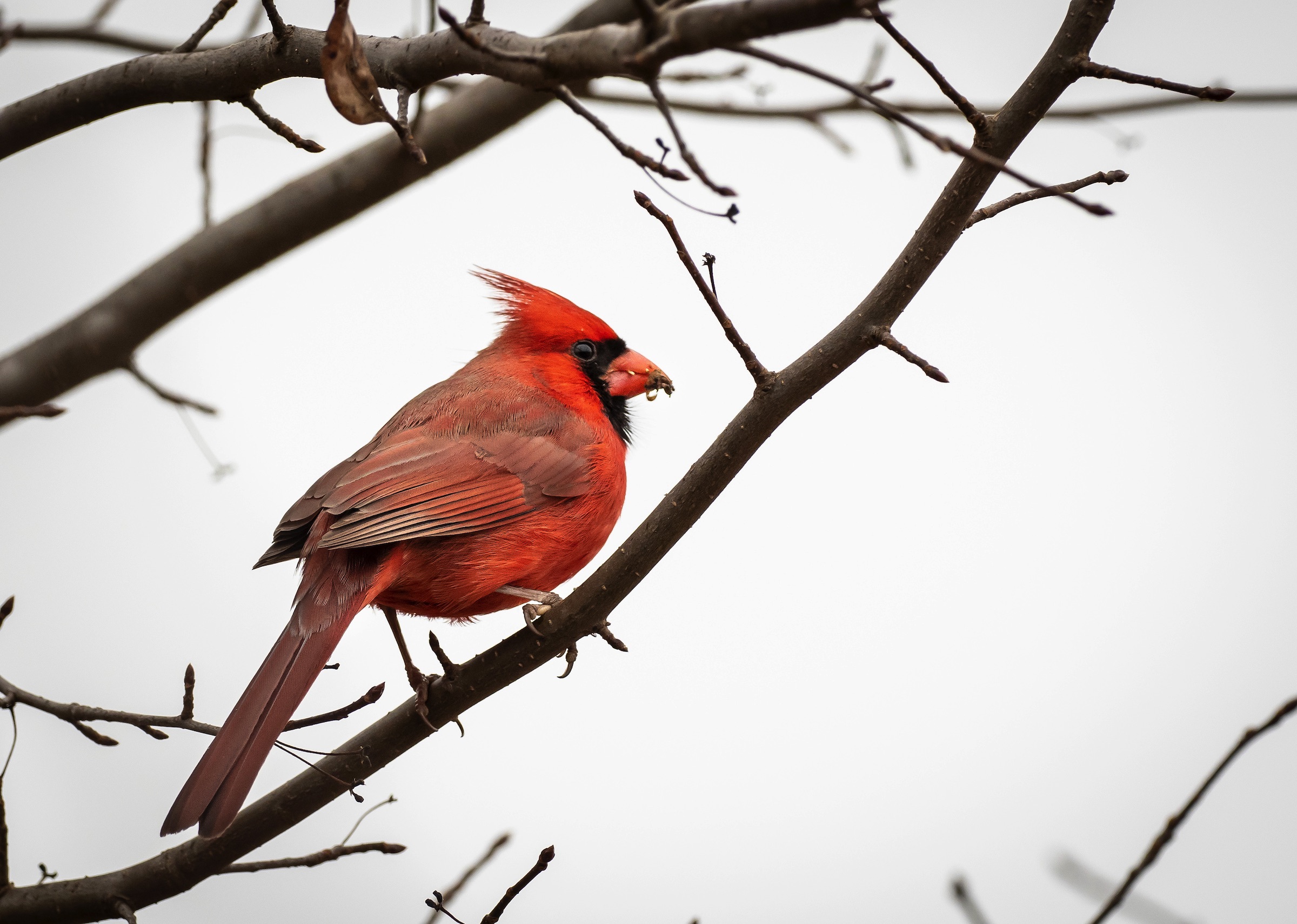 Photo of a Cardinal in a tree